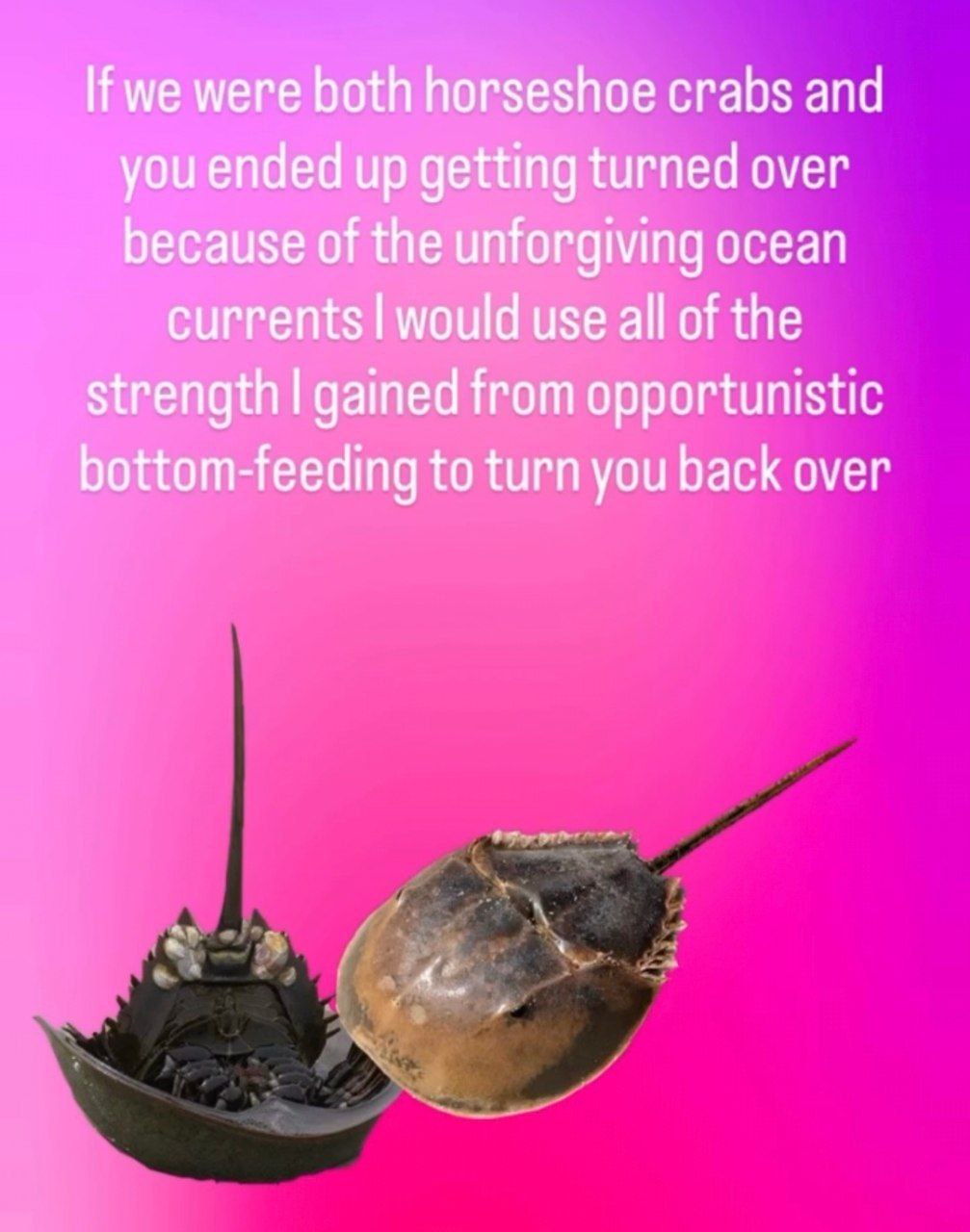 we were both horseshoe crabs and you ended up getting turned over because of the unforgiving ocean currents would use all of the strength gained from opportunistic bottom-feeding to turn you back over