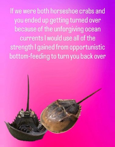 we were both horseshoe crabs and you ended up getting turned over because of the unforgiving ocean currents would use all of the strength gained from opportunistic bottom-feeding to turn you back over