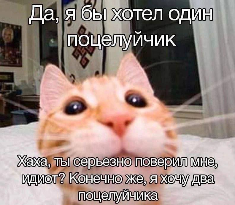 Да, я бы хотел один поцелуйчик ты серьезно поверил Конечно же, я поцелуйчика