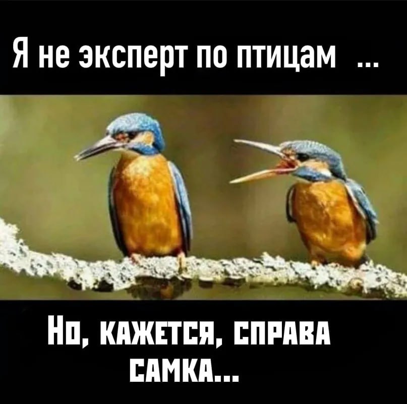 Я не эксперт по птицам a. НО, КАЖЕТСЯ, СПРАВА САМКА