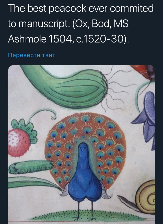 The best peacock ever commited to manuscript. Bod, Ashmole 1504, с.1520-30). Перевести TBUT a a 4