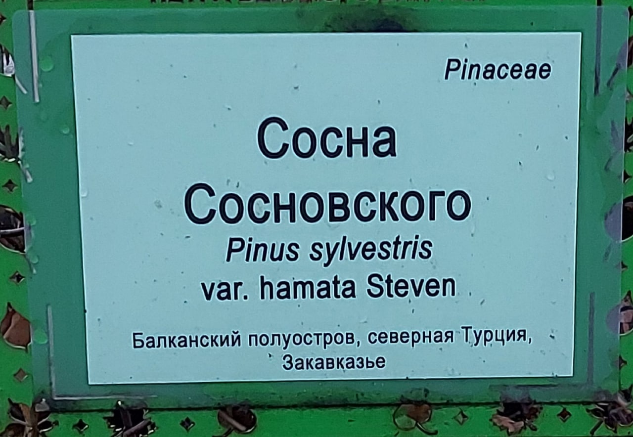 Pinaceae Сосна Сосновского Pinus sylvestris _var. hamata Steven Балканский полуостров, северная Закавказье