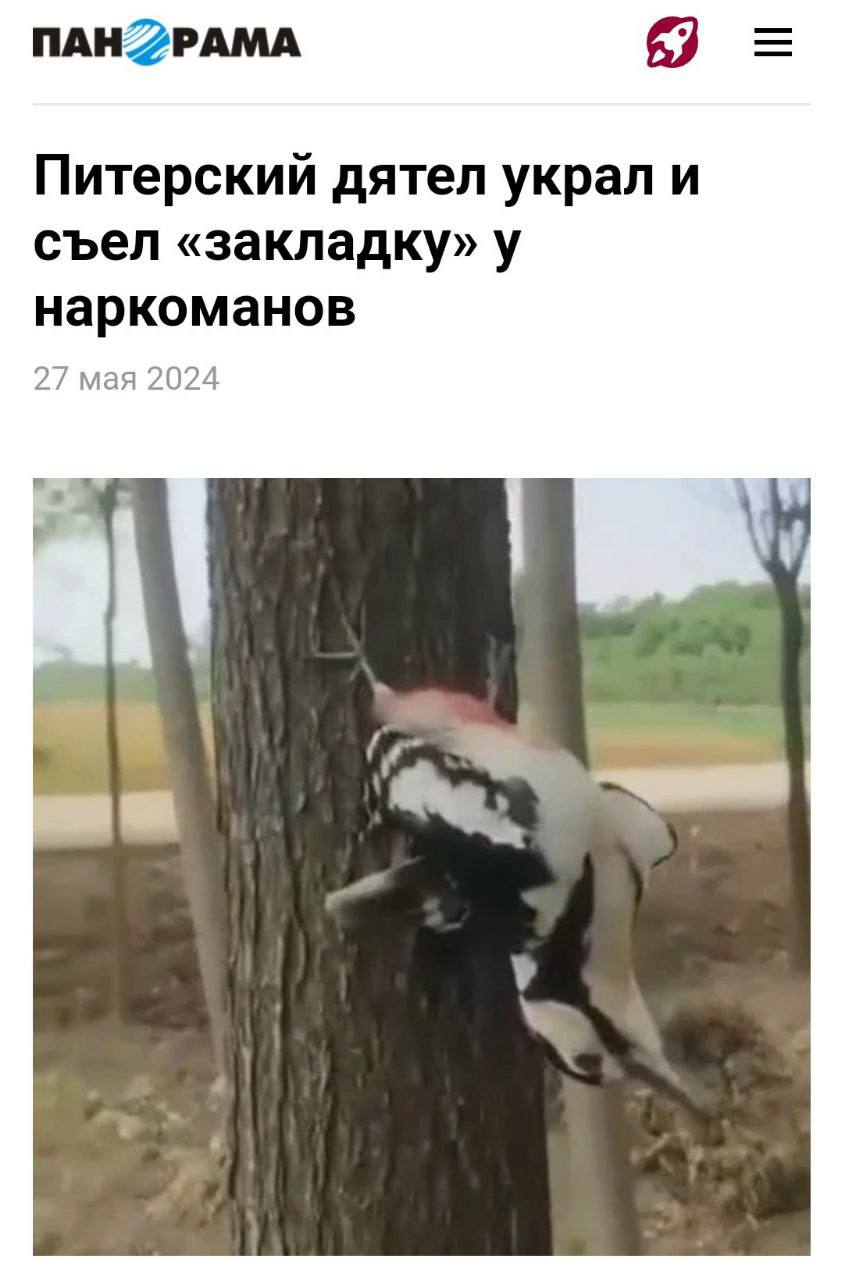 NAHZPAMA Питерский дятел украл и съел «закладку» у наркоманов 27 мая 2024
