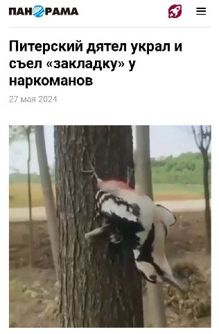 NAHZPAMA Питерский дятел украл и съел «закладку» у наркоманов 27 мая 2024