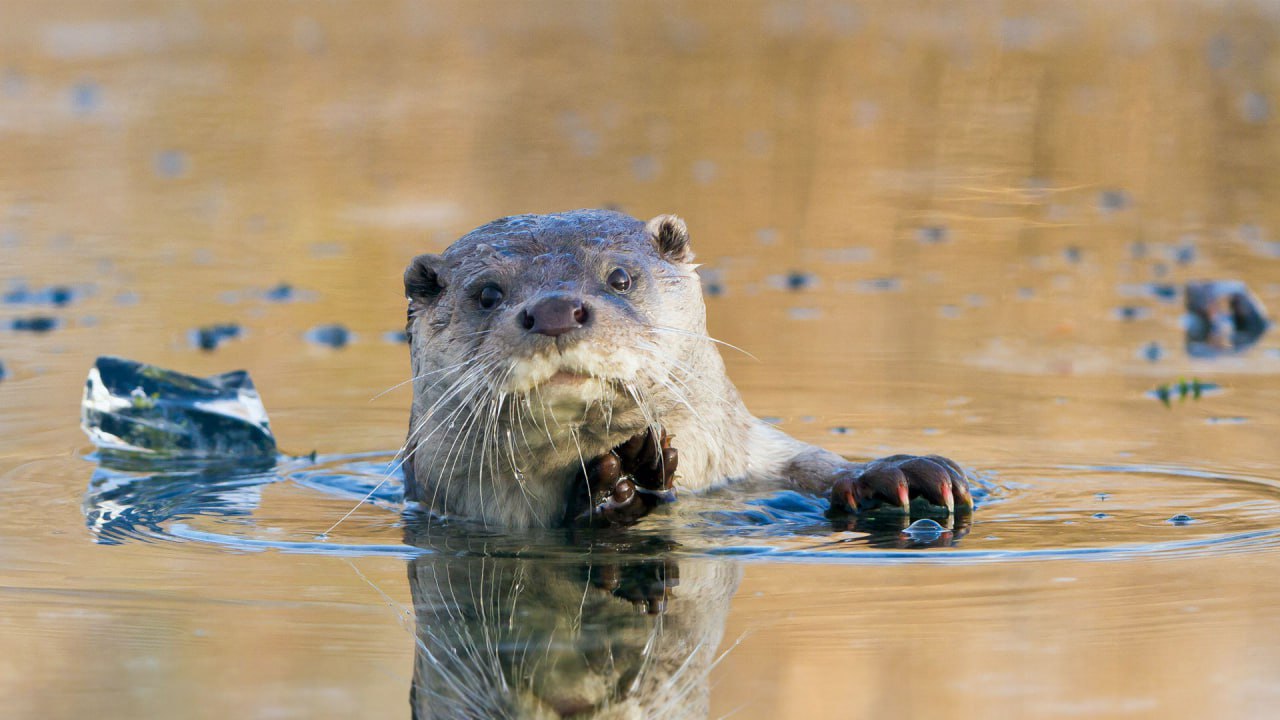European river otter, Netherlands

The European river otter is more than just an adorable face in the wild. Found across Europe, Asia, and parts of northern Africa, these otters thrive in clean rivers