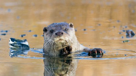 European river otter, Netherlands

The European river otter is more than just an adorable face in the wild. Found across Europe, Asia, and parts of northern Africa, these otters thrive in clean rivers