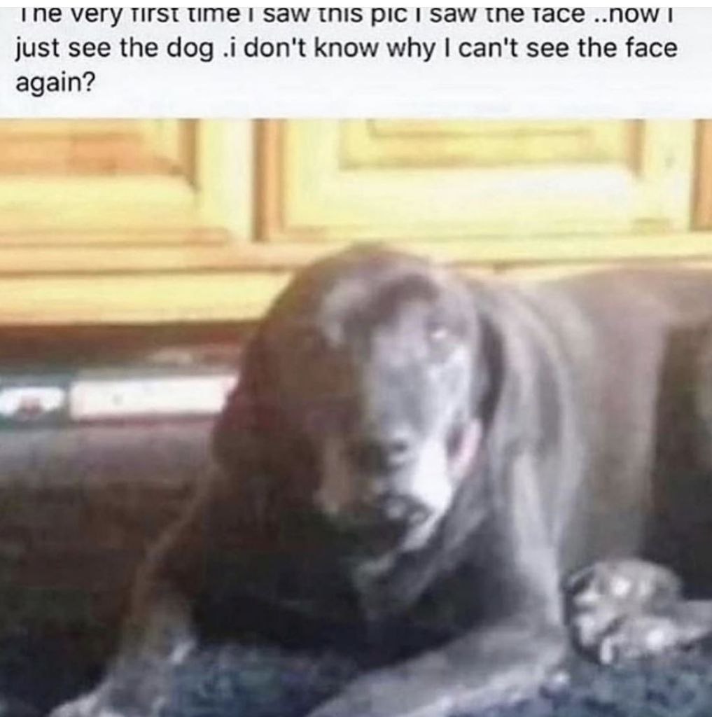 what a dog doin