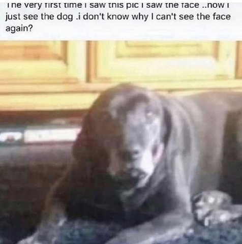 what a dog doin