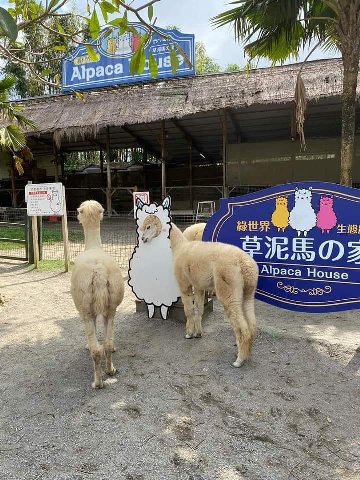 if и i у мраза в К 7 4 4 2 Alpaca House у
