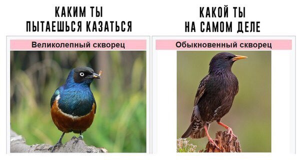 КАКИМ ТЫ КАКОЙ ТЫ ПЫТАЕШЬСЯ КАЗАТЬСЯ НА САМОМ ДЕЛЕ Великолепный скворец Обыкновенный скворец