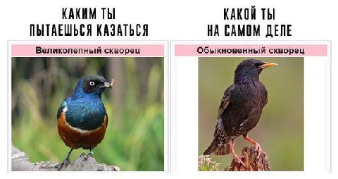 КАКИМ ТЫ КАКОЙ ТЫ ПЫТАЕШЬСЯ КАЗАТЬСЯ НА САМОМ ДЕЛЕ Великолепный скворец Обыкновенный скворец
