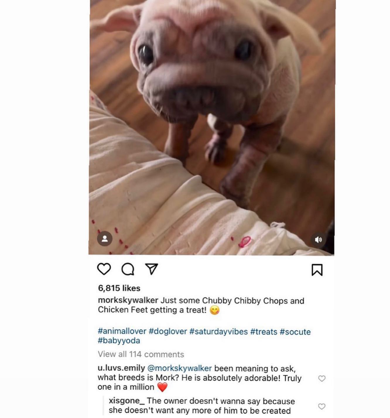 у 6,815 likes morkskywalker Just some Chubby Chibby Chops and Chicken Feet getting a treat! #animallover #doglover #saturdayvibes #treats #socute #babyyoda View all 114 comments u.luvs.emily @morkskyw
