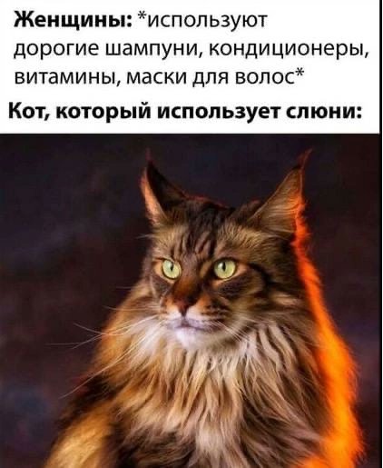 Женщины: *используют дорогие шампуни, кондиционеры, витамины, маски для волос* Кот, который использует слюни: