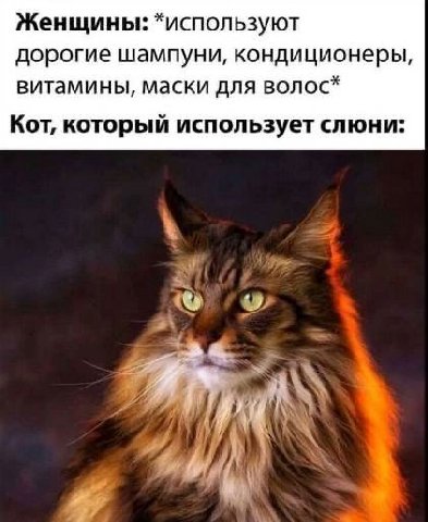 Женщины: *используют дорогие шампуни, кондиционеры, витамины, маски для волос* Кот, который использует слюни: