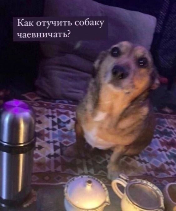 Как отучить собаку чаевничать?