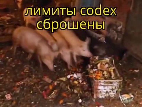 „лимиты Codex SS сброшены `_ Кброшены
