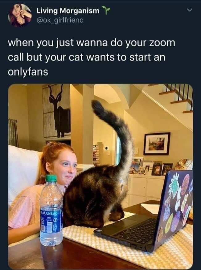 Living @ok_girlfriend when you just wanna your zoom call but your cat wants to start an onlyfans я