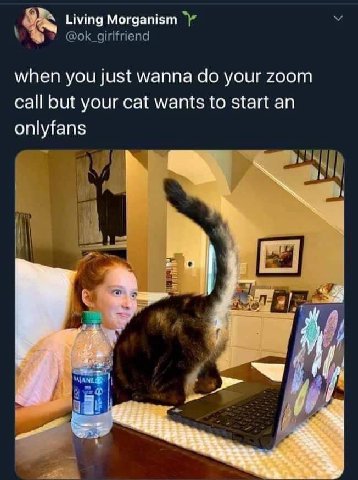Living @ok_girlfriend when you just wanna your zoom call but your cat wants to start an onlyfans я