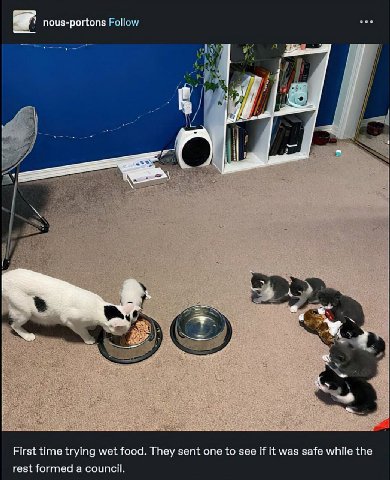 nous-portons |-ollow vee i В i В 4 4 i First time trying wet food. They sent one to see if it was safe while the rest formed a council.