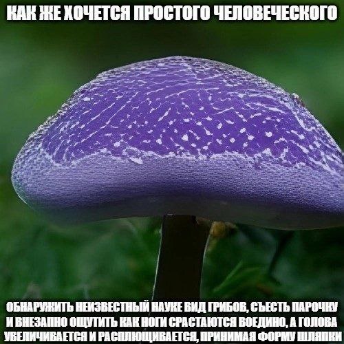 НАК ПРОСТОГО ЧЕЛОВЕЧЕСКОГО ОБНАРУЖИТЬ НЕИЗВЕСТНЫЙ НАУКЕ ВИД ГРИБОВ, СЪЕСТЬ ПАРОЧКУ ИБНЕЗАННО ОЩУТИТЬ КАК НОГИ СРАСТАЮТСЯ ВОЕДИНО, А ГОЛОВА УВЕЛИЧИВАЕТСЯ И ПРИНИМАЯ ФОРМУ HINANKH