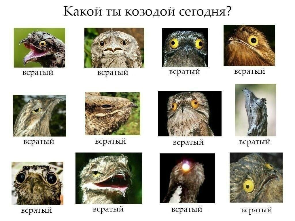 Какой ты козодой сегодня? 4 всратый всратый всратый всратый Я я всратый всратыи всратый всратый всратый всратый всратый всратый