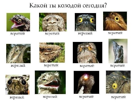 Какой ты козодой сегодня? 4 всратый всратый всратый всратый Я я всратый всратыи всратый всратый всратый всратый всратый всратый