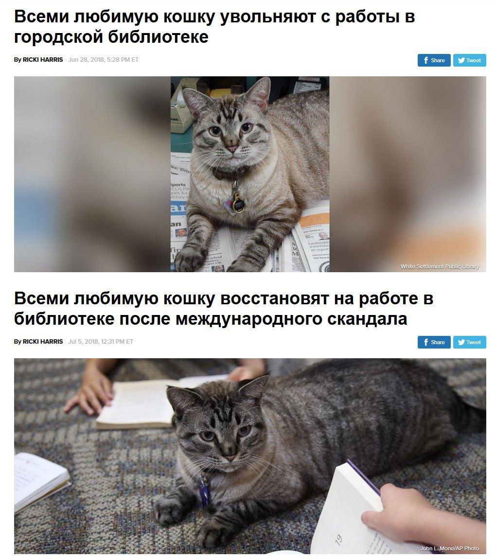 Всеми любимую кошку увольняют с работы в городской библиотеке RICKI HARRIS is Всеми любимую кошку восстановят на работе в библиотеке после международного скандала RICKI HARRIS won: Photo,