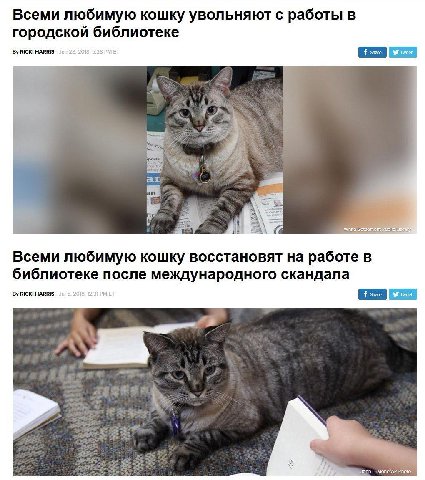 Всеми любимую кошку увольняют с работы в городской библиотеке RICKI HARRIS is Всеми любимую кошку восстановят на работе в библиотеке после международного скандала RICKI HARRIS won: Photo,