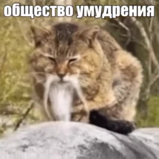 ‘общество умудрения