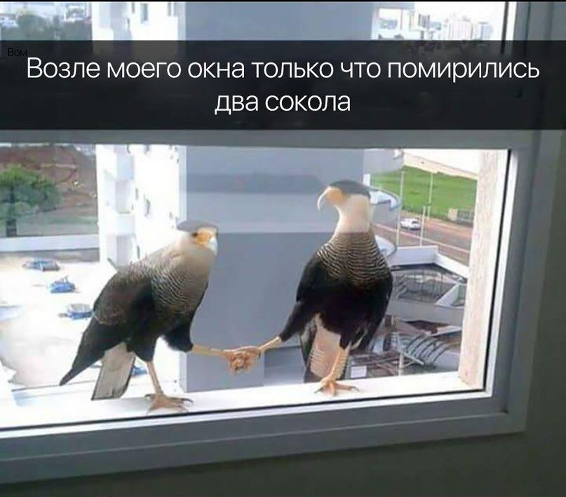 Возле моего окна только что помирились два сокола
