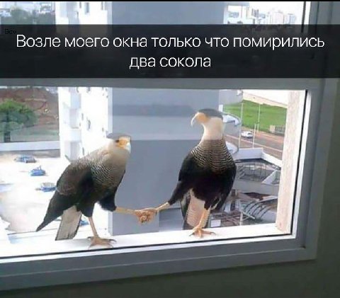 Возле моего окна только что помирились два сокола