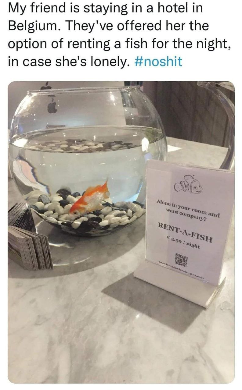 My friend is staying in a hotel in Belgium. They've offered her the option of renting a fish for the night, in case she's lonely. #noshit 1 It 4 Alone in