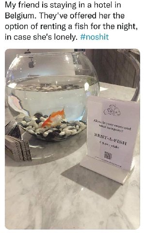 My friend is staying in a hotel in Belgium. They've offered her the option of renting a fish for the night, in case she's lonely. #noshit 1 It 4 Alone in