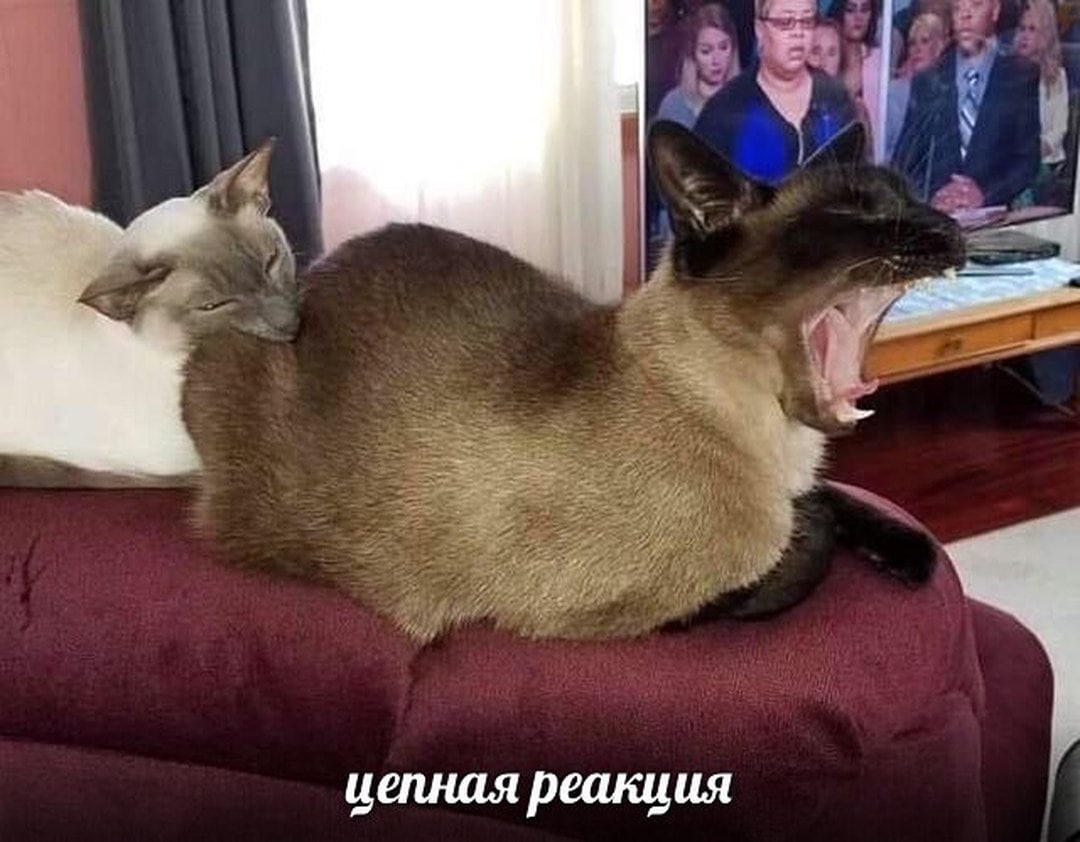 цепная реакция