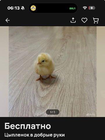 вкл Бесплатно Цыпленок в добрые руки