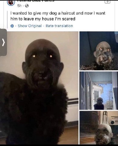 wanted to give my dog а haircut and now want him to leave my house scared Show Original Rate translation