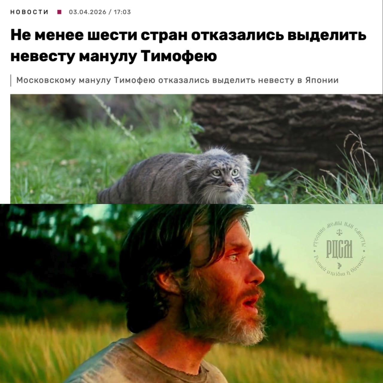 Не менее шести стран отказались выделить | Московскому манулу Тимофею отказались выделить невесту в Японии