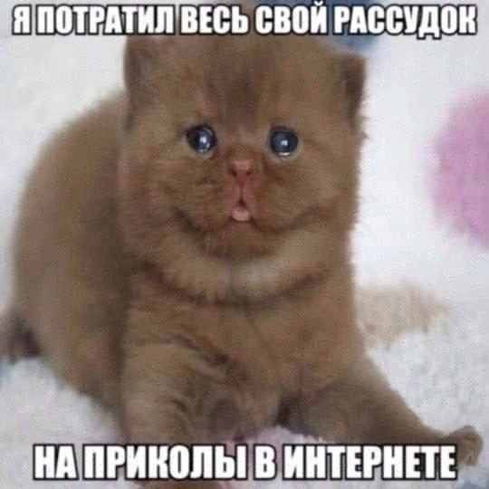 ПОТРАТИЛ ВЕСЬ СВОЙ РАССУДОК НА ПРИКОЛЫ В ИНТЕРНЕТЕ