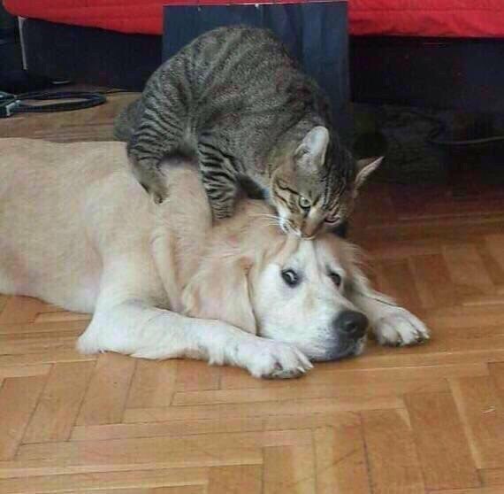 4 4 4 7