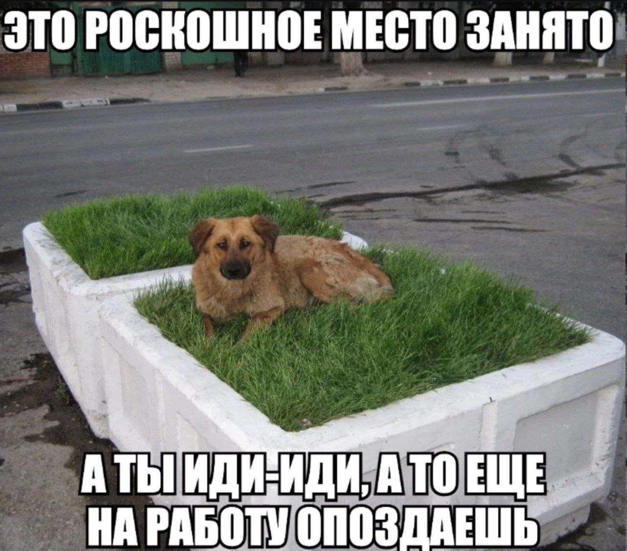 ЭТО РОСКОШНОЕ МЕСТО ЗАНЯТО ATbI ИДИ, A то НА РАБОТУ ОПОЗДАЕШЬ