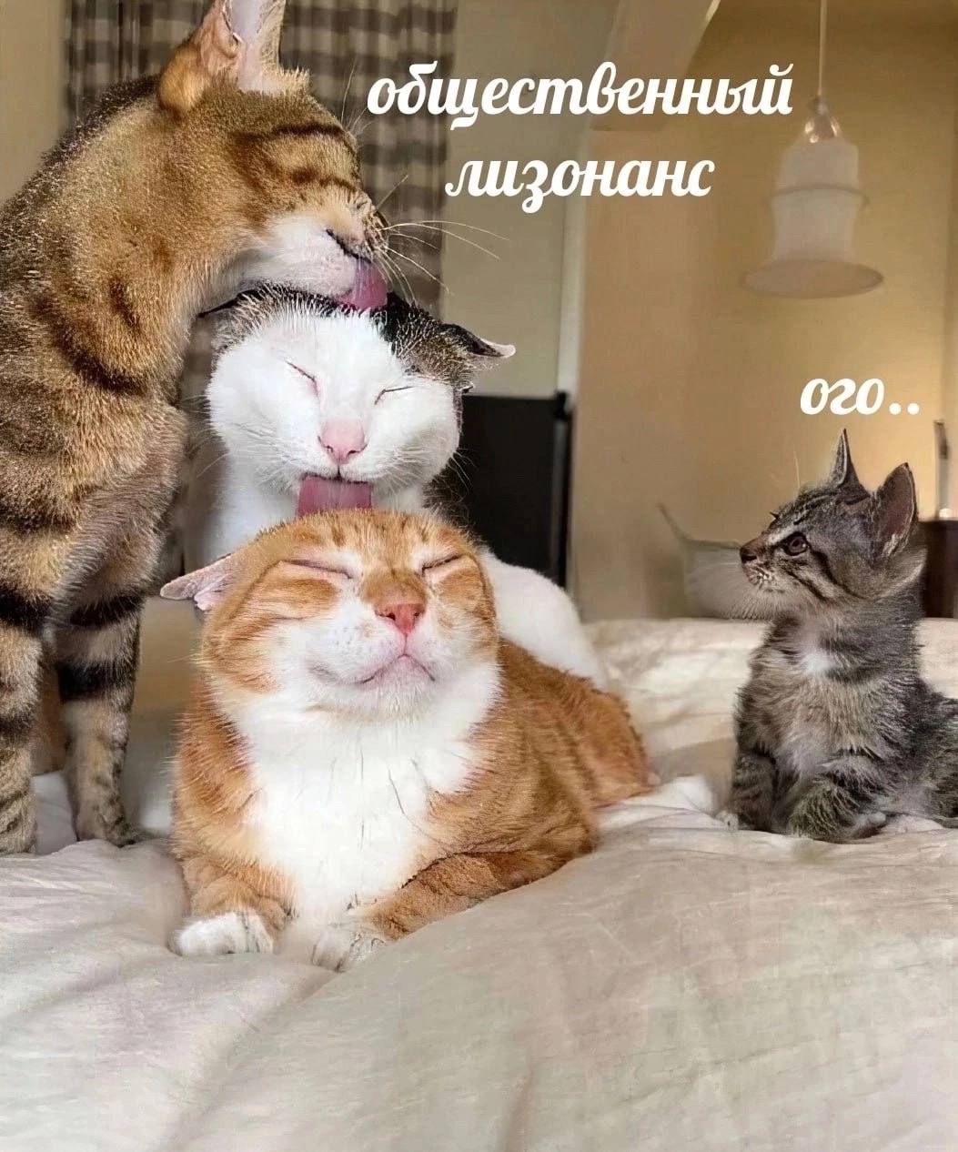 общественный JULZOHQHC Я OF 2