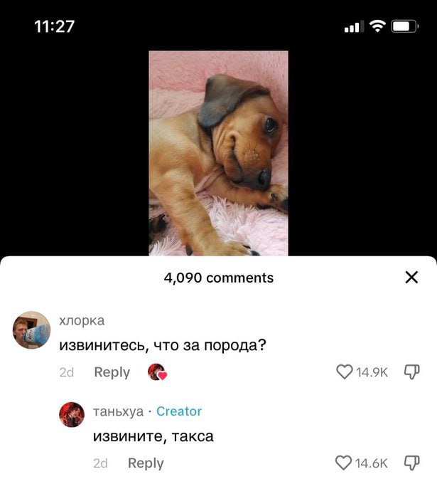 11:27 А 4,090 comments хлорка извинитесь, что за порода? таньхуа Creator извините, такса Reply