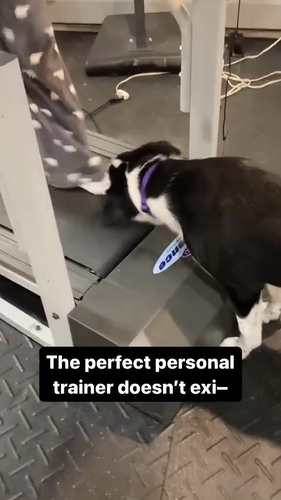 _\ | The perfect personal № А trainer doesn't exi-