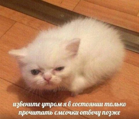 извените утром я 6 состоянии только прочитать смсочки отвецу позже