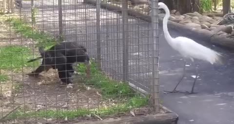 мем