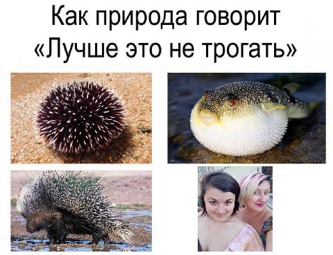 Как природа говорит «Лучше это не трогать» hey, dye A и