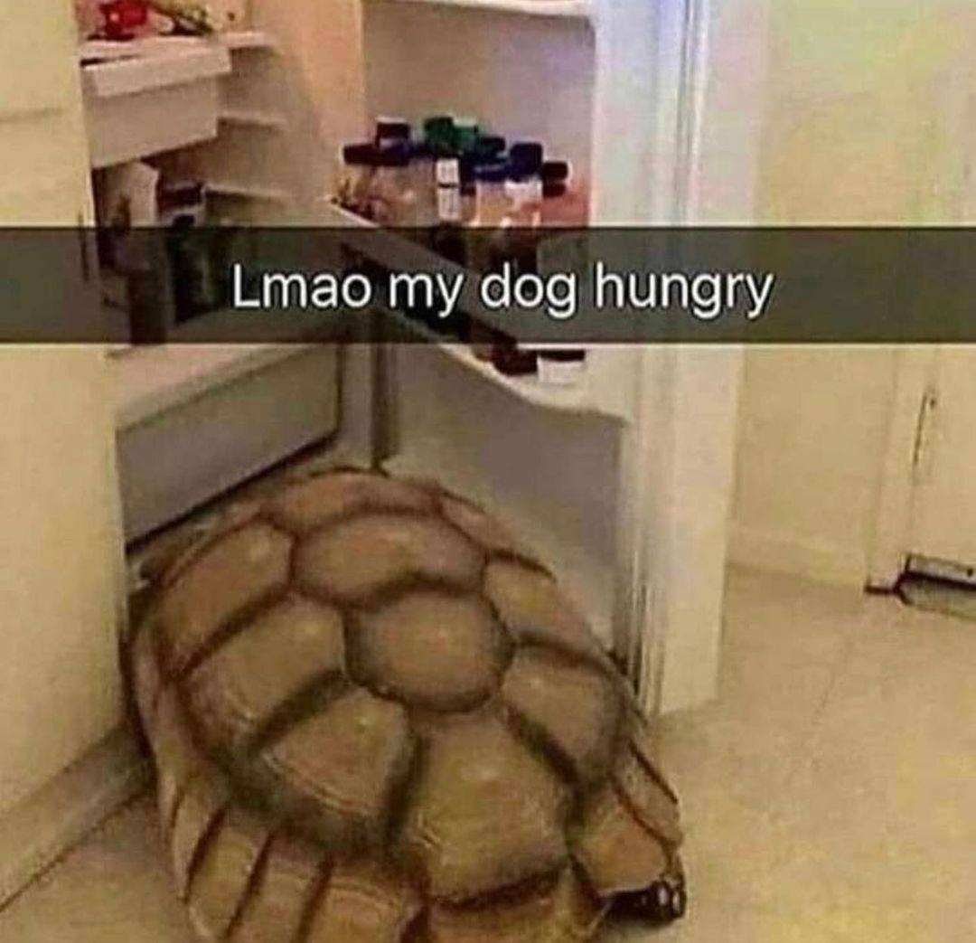 Lmao my dog hungry