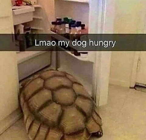 Lmao my dog hungry