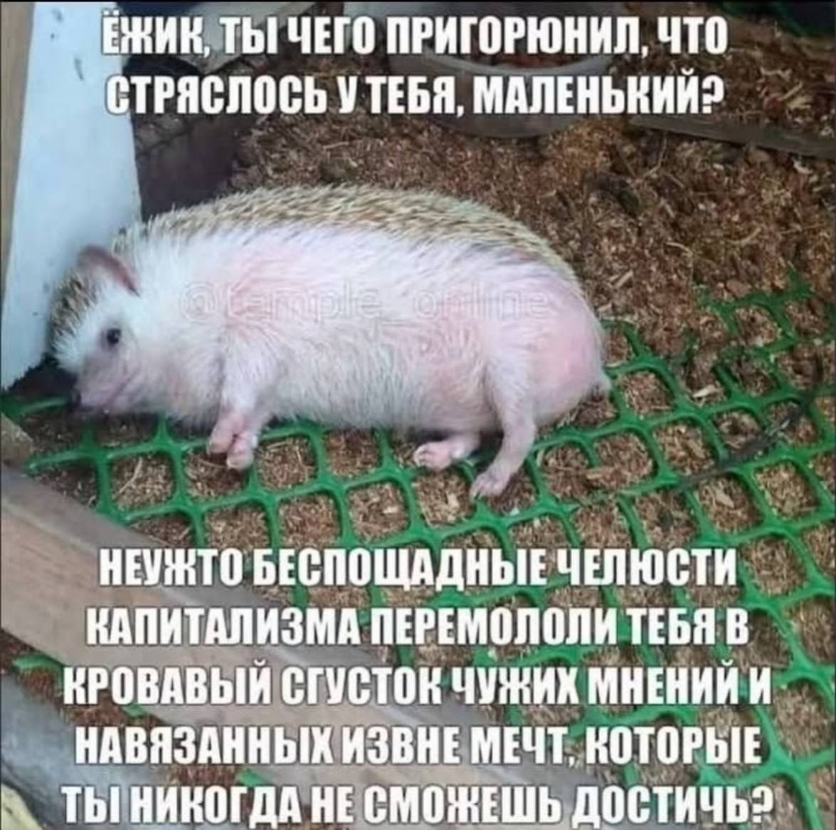 ЕЖИК, ТЫ ЧЕГО ПРИГОРЮНИЛ. ЧТО 5” СТРЯСЛОСЬ УТЕБЯ, МАЛЕНЬКИЙ? НЕУЖТО БЕСПОЩАДНЫЕ ЧЕЛЮСТИ КАПИТАЛИЗМА ПЕРЕМОЛОЛИ ТЕБЯ В КРОВАВЫЙ СГУСТОК ЧУЖИХ МНЕНИИ И НАВЯЗАННЫХ ИЗВНЕ МЕЧТ, КОТОРЫЕ ТЫ НИКОГДА НЕ СМОЖЕ