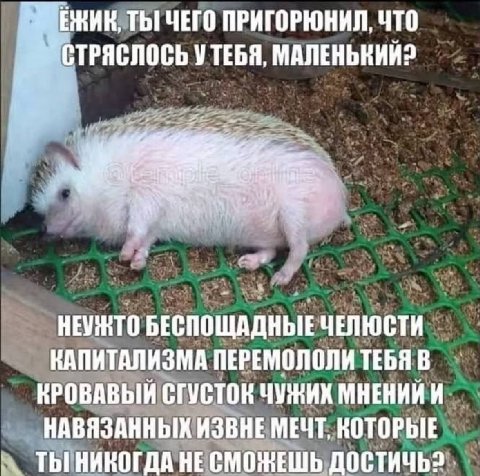 ЕЖИК, ТЫ ЧЕГО ПРИГОРЮНИЛ. ЧТО 5” СТРЯСЛОСЬ УТЕБЯ, МАЛЕНЬКИЙ? НЕУЖТО БЕСПОЩАДНЫЕ ЧЕЛЮСТИ КАПИТАЛИЗМА ПЕРЕМОЛОЛИ ТЕБЯ В КРОВАВЫЙ СГУСТОК ЧУЖИХ МНЕНИИ И НАВЯЗАННЫХ ИЗВНЕ МЕЧТ, КОТОРЫЕ ТЫ НИКОГДА НЕ СМОЖЕ